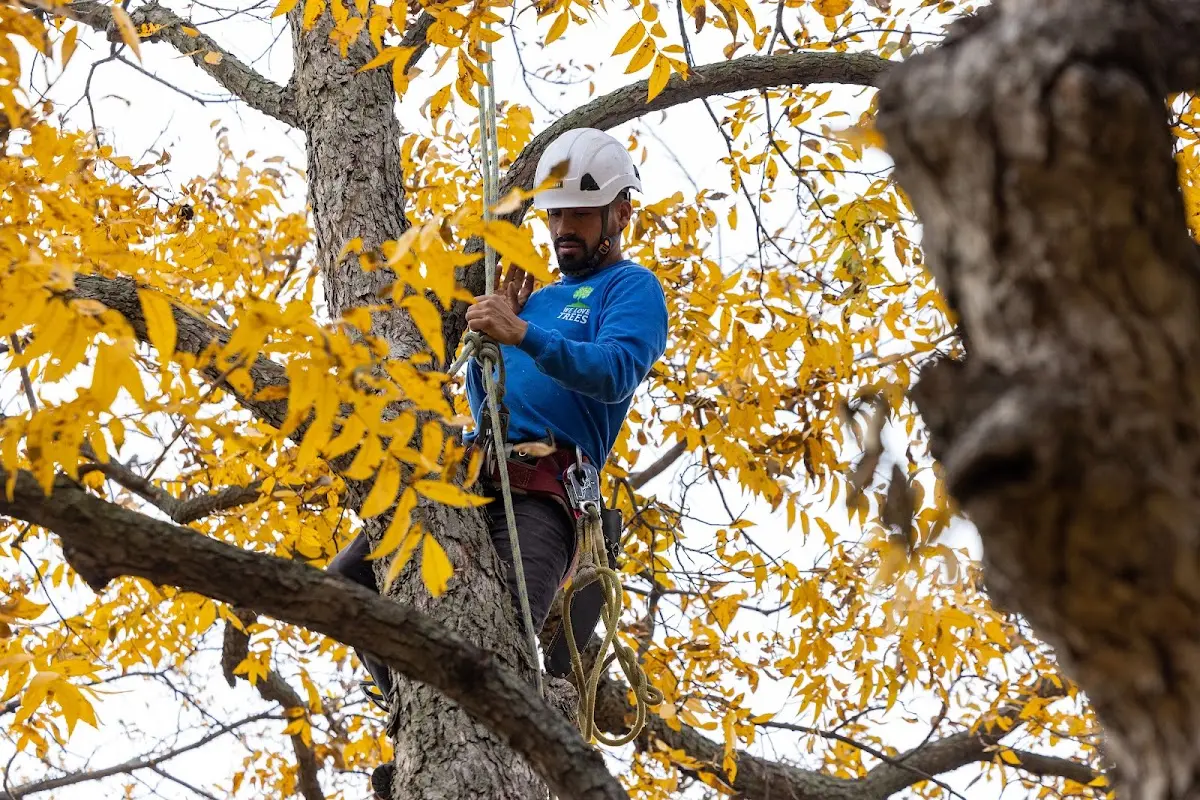 Skilled Tree Planting crew working in Farmington